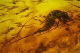 Fossil Bristletail (Archaeognatha) and Fly (Diptera) in Baltic Amber #183641-1